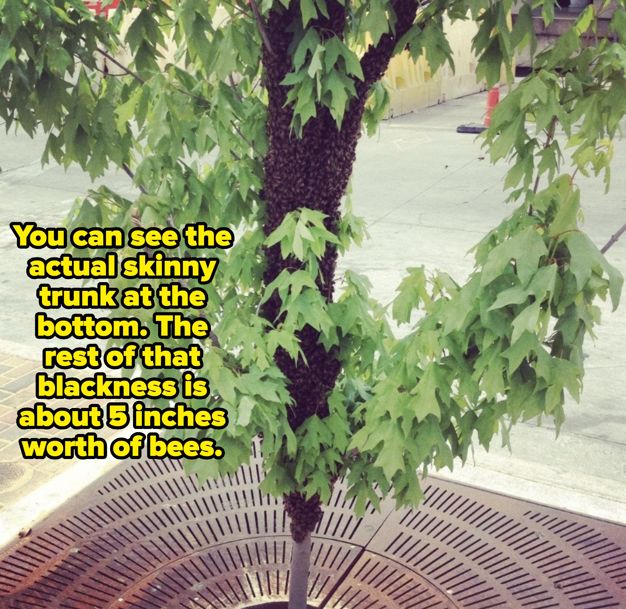 Tree trunk covered in small, clustered growths and bees with green leaves hanging from branches