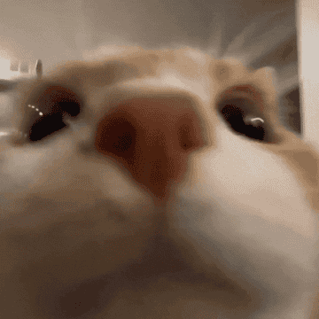 Primer plano de un gato mirando directamente a la cámara con expresión curiosa
