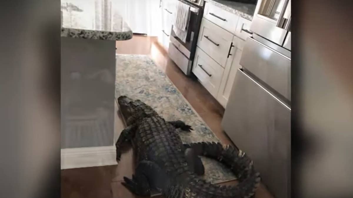 The nearly eight-foot gator was seen hanging out in the woman's kitchen before local officials showed up and brought his misadventure to an end.
