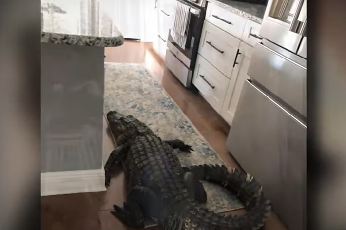 Alligator on a kitchen floor between an island and cabinets