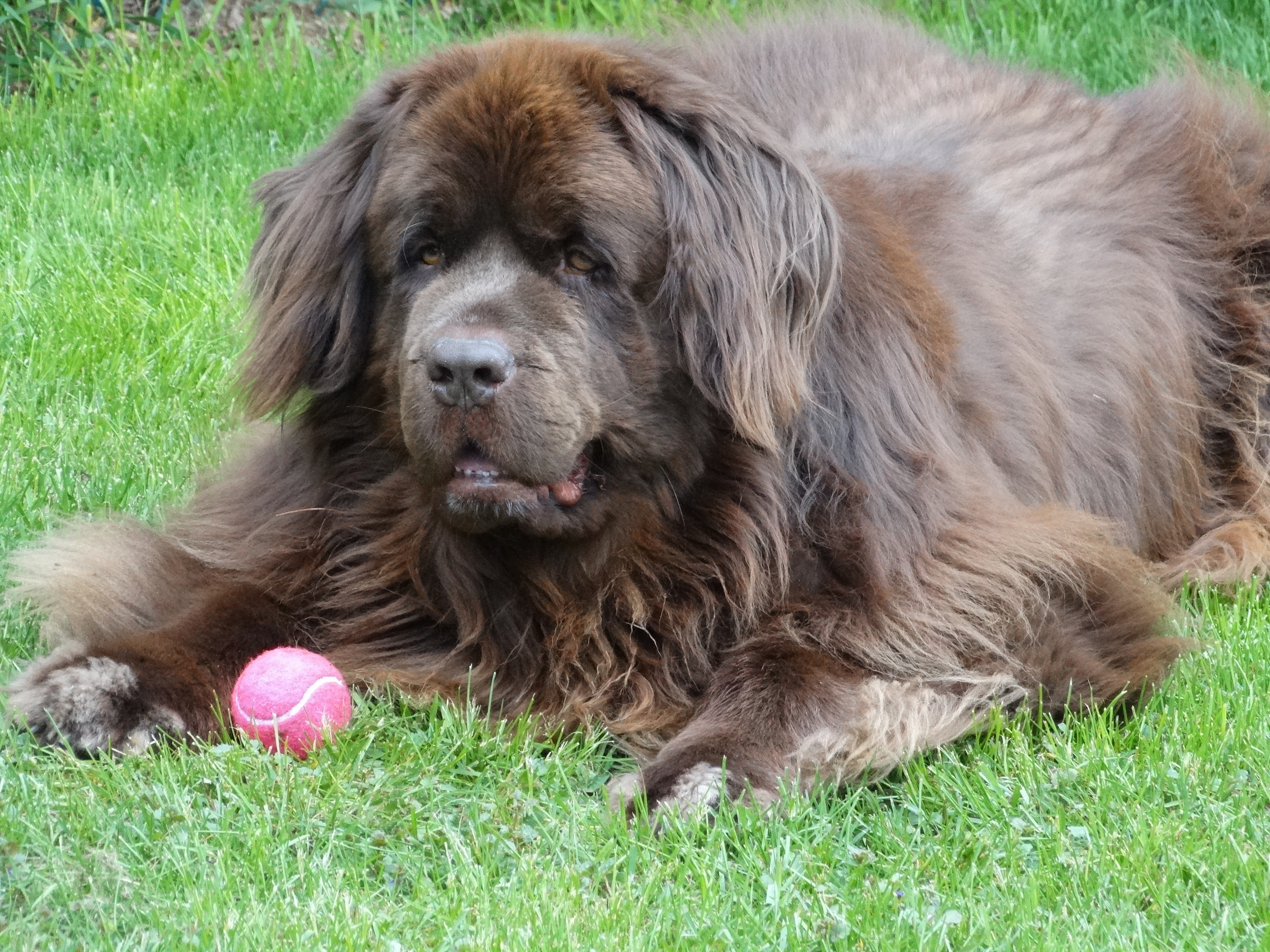 Large brown dog lies on grass with a pink ball
