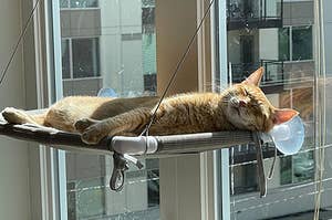 cat dozing on the suction cup hammock in a sunny window