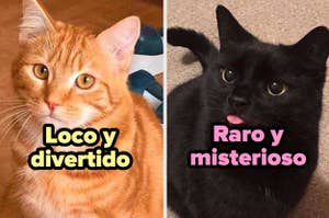 Dos gatos con texto humorístico que los describe: uno como "Loco y divertido" y otro como "Raro y misterioso"