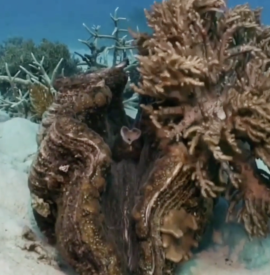 A 100-year-old clam