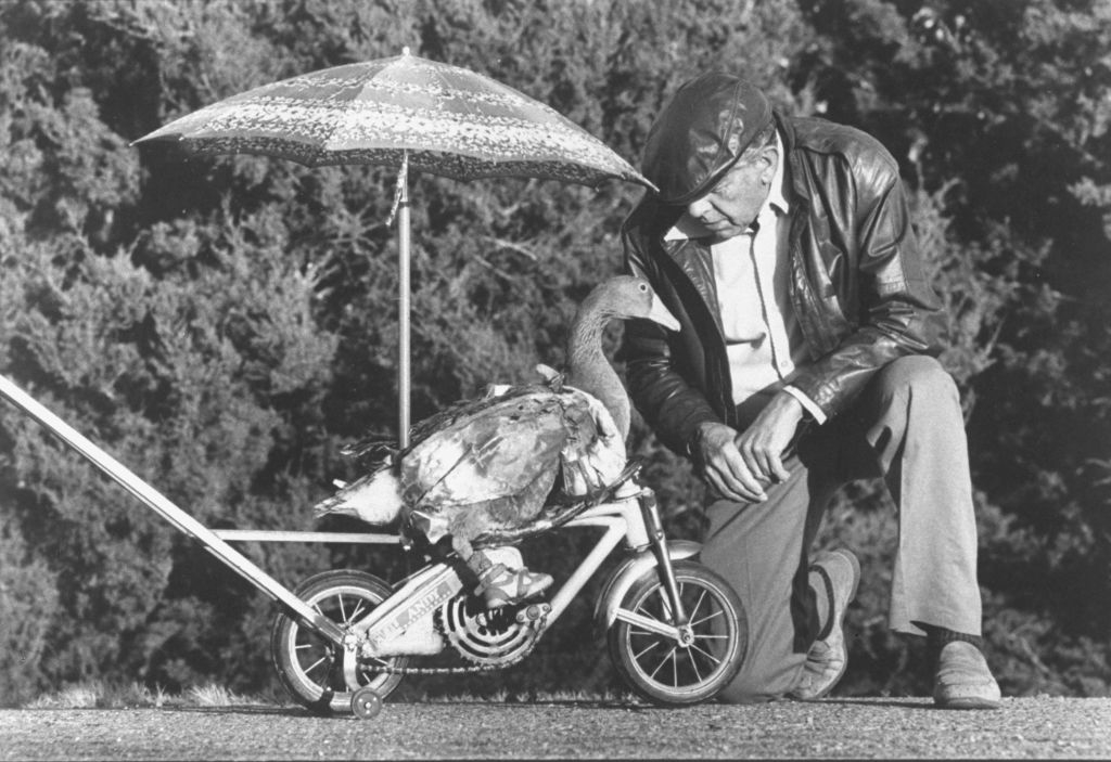 Man kneeling beside a goose under an umbrella attached to a small wheeled cart