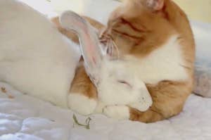 オレンジと白の猫が白いウサギを優しく抱きしめている。