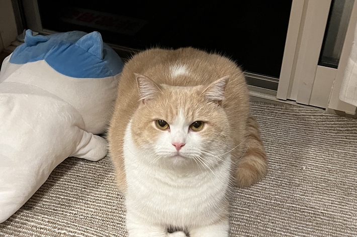 茶色と白の猫が床に座っています。