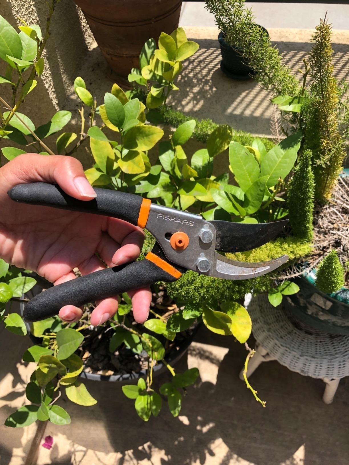 Hand holding Fiskars pruning shears near a plant for gardening work