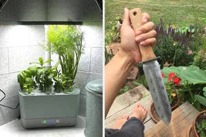 Indoor herb garden; reviewer holding hori hori garden knife in front of potted plants