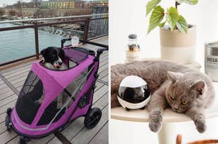 A dog in a pink stroller on the left and a cat beside a pet camera on a table on the right