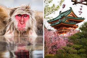 On the left, a close-up of a wet Japanese macaque; on the right, a traditional pagoda surrounded by cherry blossoms