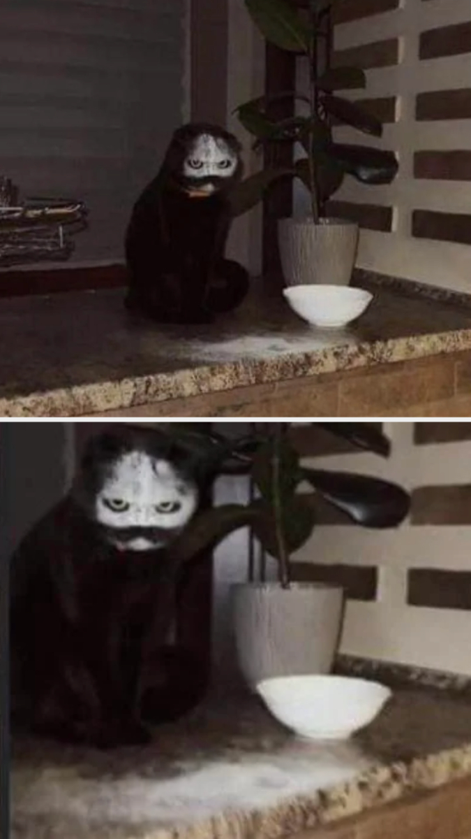 Two images of a black cat with eerie white facial markings next to a plant and bowl