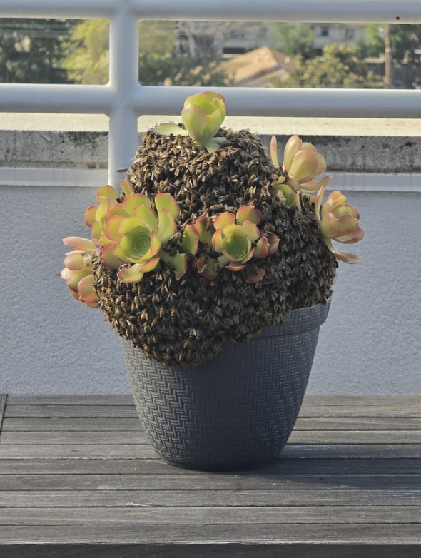 Potted succulent plant with thick leaves in a textured pot on a balcony