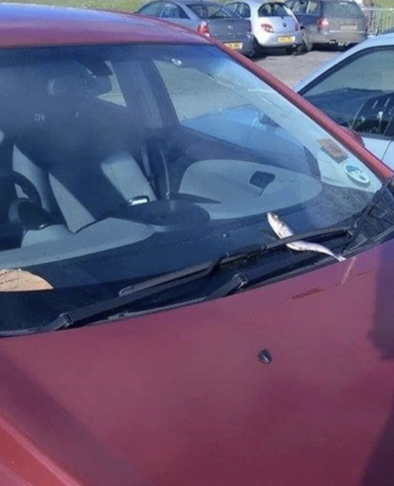 A car with a fish under the windshield wiper