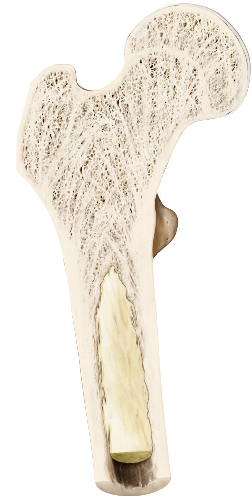 Cross-section of a human bone showing internal structure