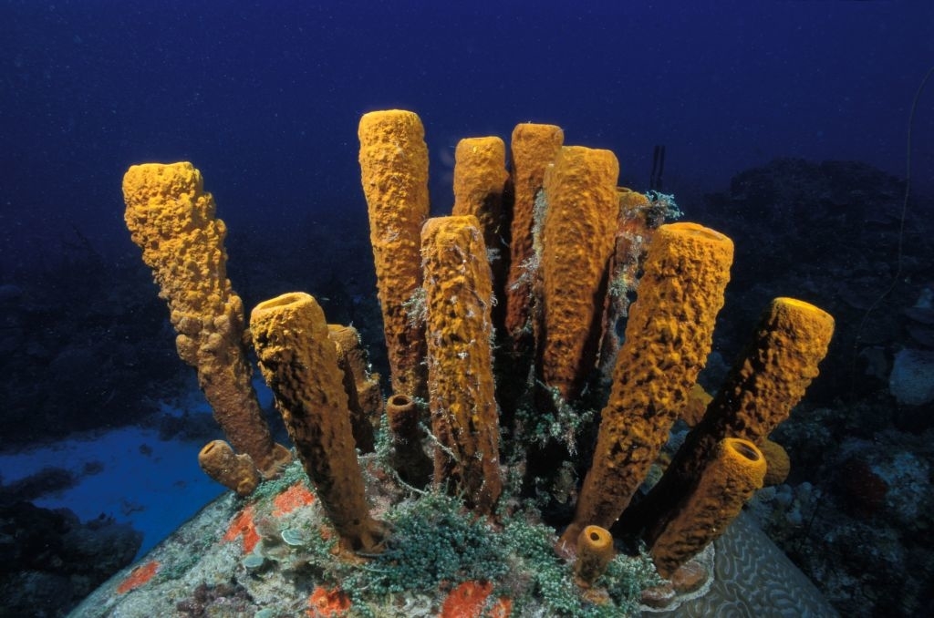 A cluster of yellow sponge coral on an ocean floor with marine life