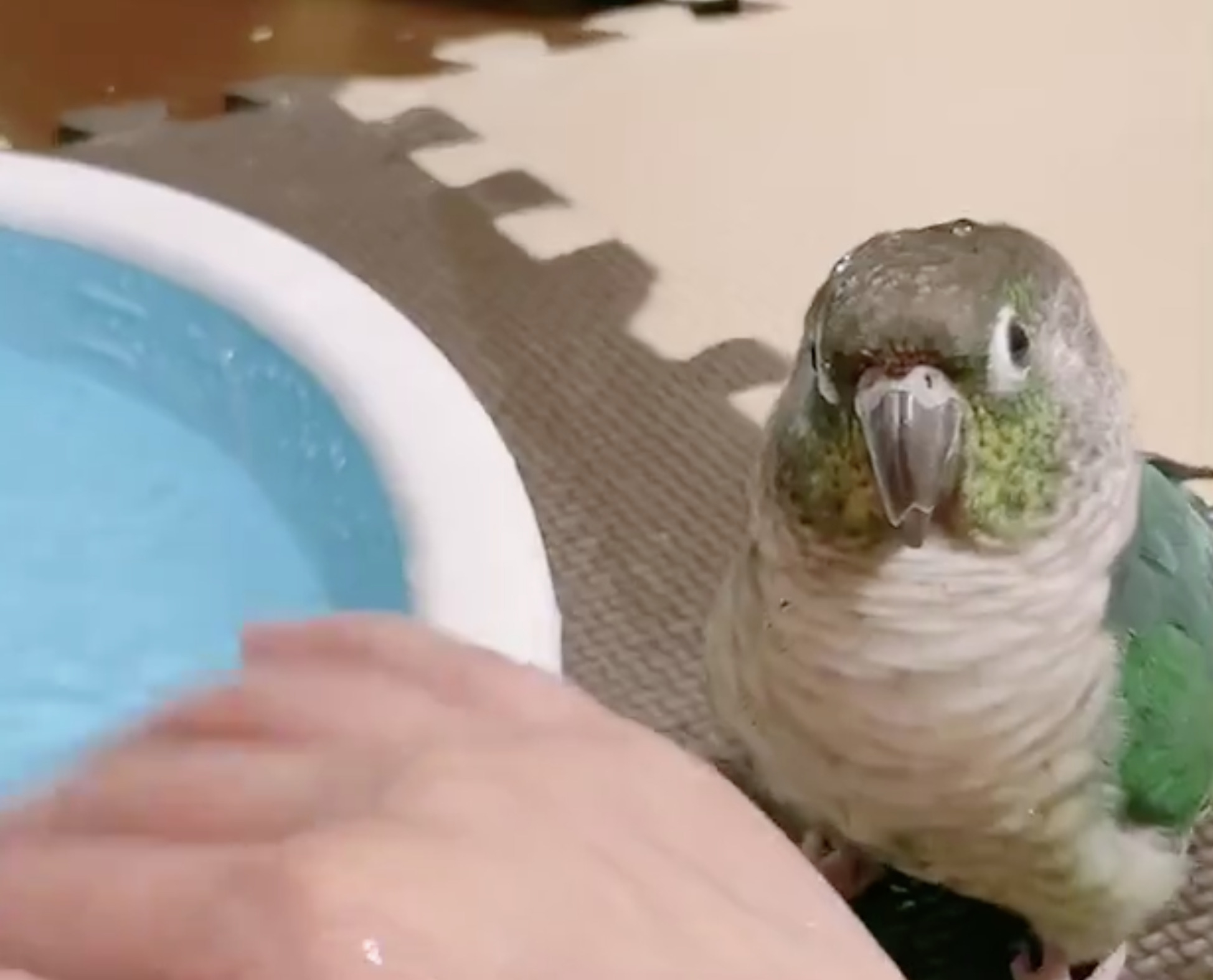 飼い主の手と食器の水を見つめる文鳥。