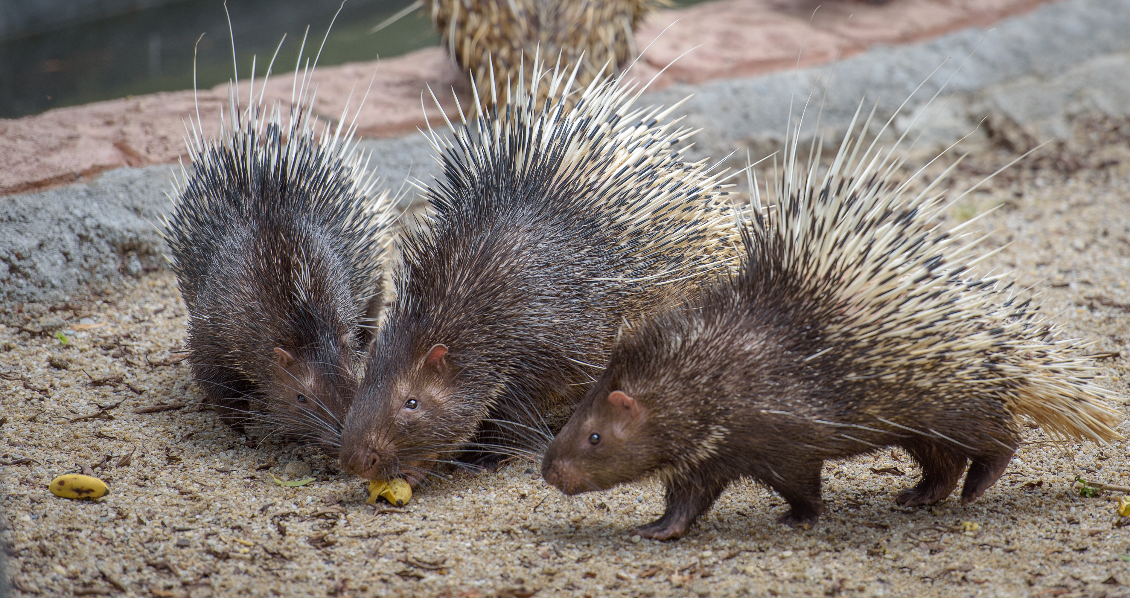 Two porcupines by a water edge, one eating