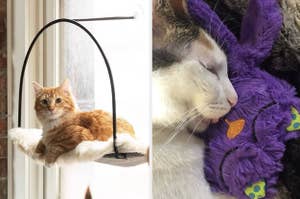 A cat lounges on a window perch and another snuggles with a plush toy, showcasing pet relaxation products