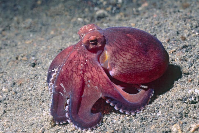 An octopus on sandy seabed, tentacles visible