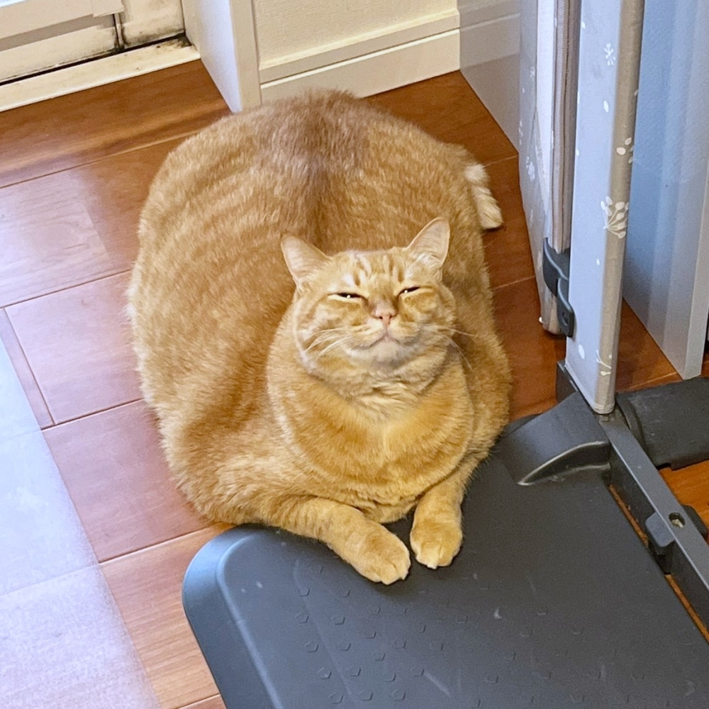 両前足を突き出してちょこんと座るすずくん