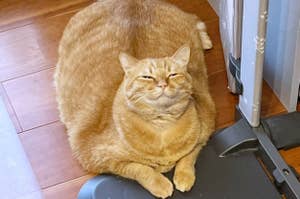 太った猫が椅子に座ってリラックスしています。