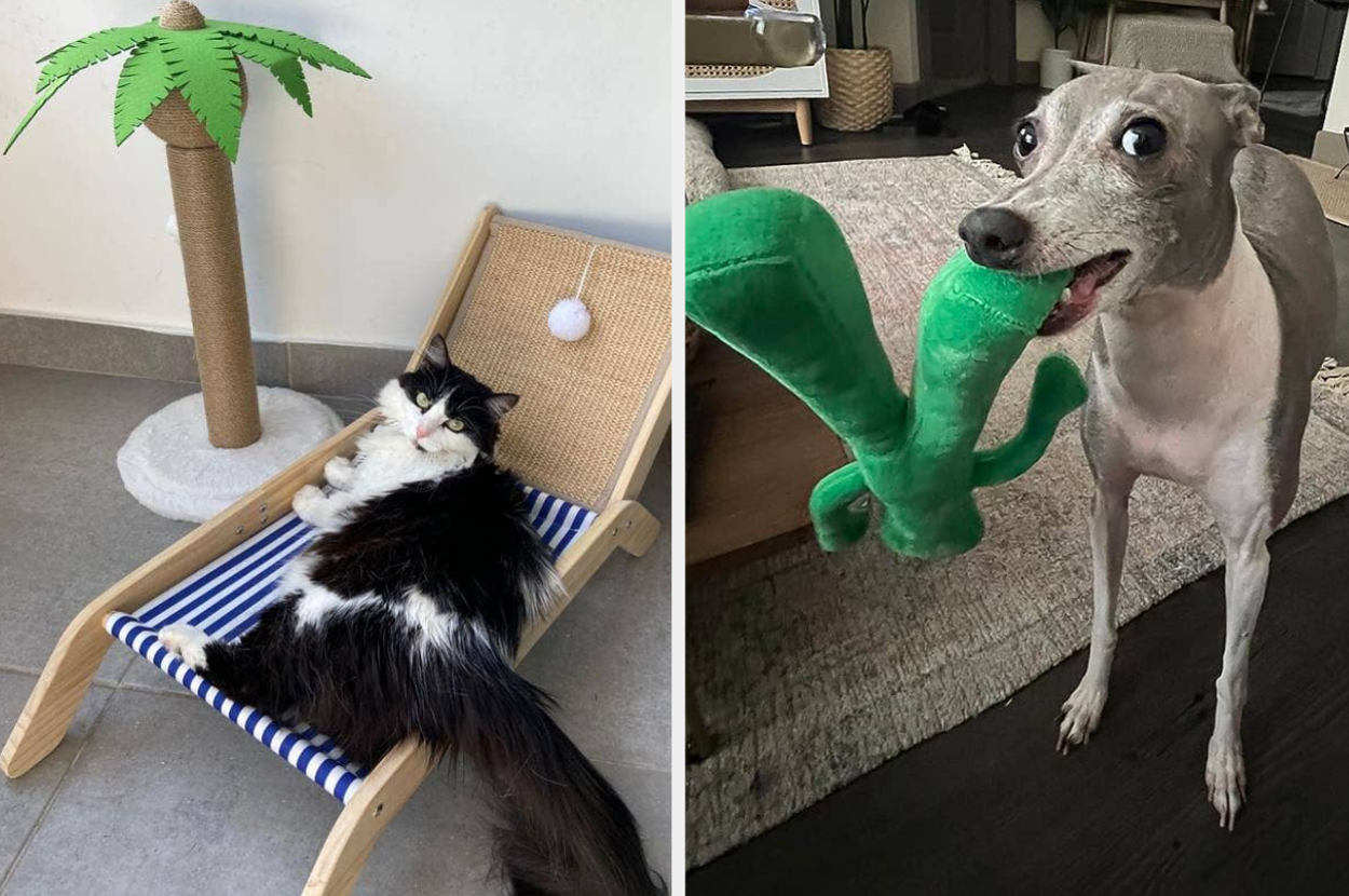 Two pets relaxing at home, one cat on a mini deckchair by a toy palm tree, and one dog holding a green plush toy