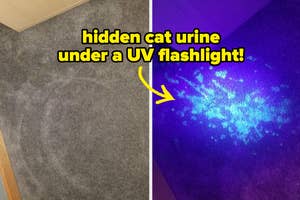 Carpet stains visible under uv flashlight, showing hidden cat urine