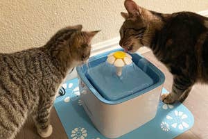 two cats drinking from an automatic water fountain