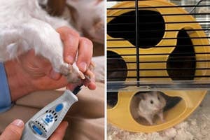 A dog's claws being trimmed with a nail grinder and a happy hamster in a spinning wheel