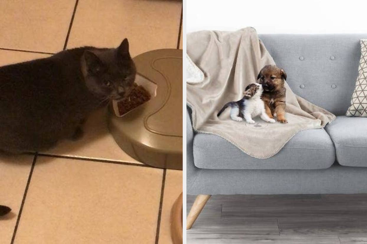 cat eating food out of automatic feeder, puppy and kitten sitting on top of waterproof blanket