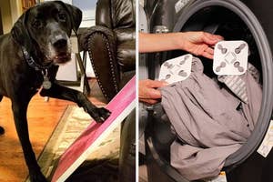 A dog with a leash in its mouth and a hand holding playing cards inside a washing machine with clothes