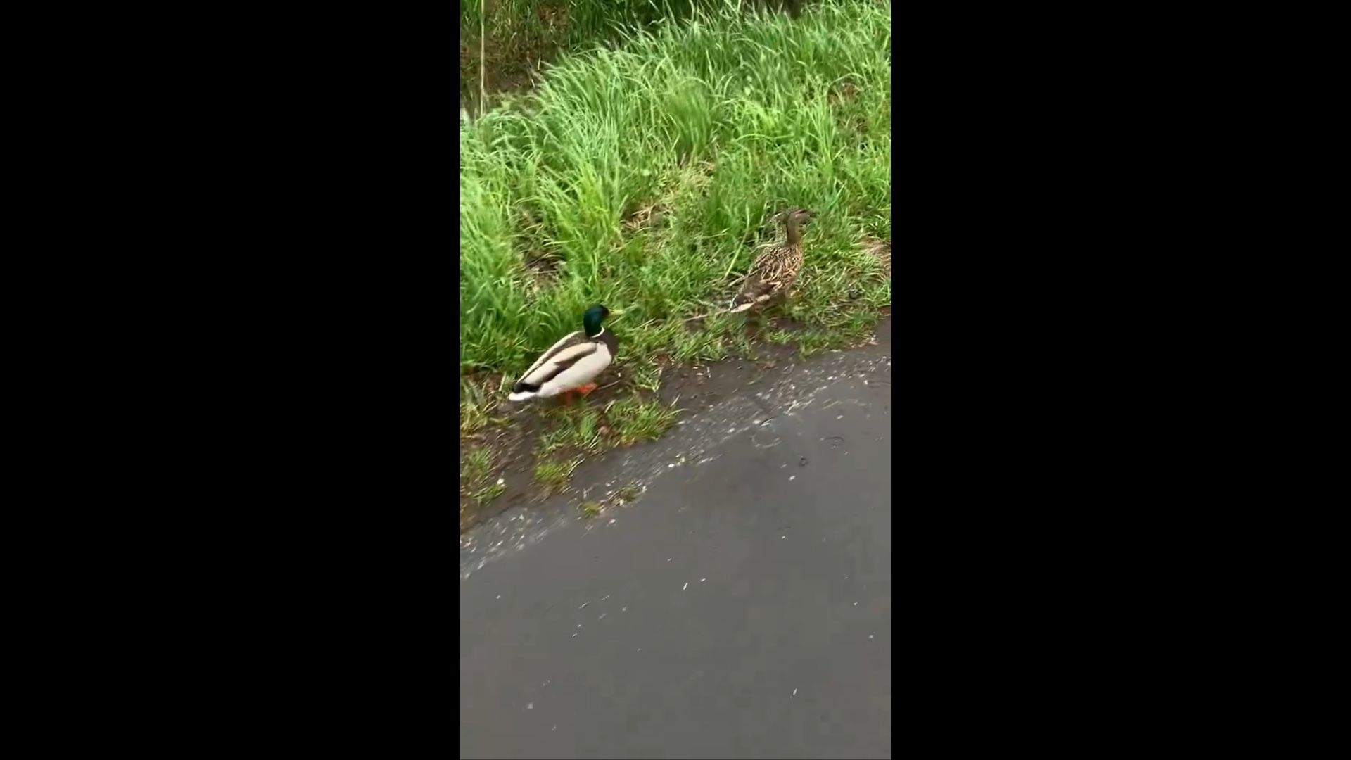 あさんのXより 一緒に歩くカモ