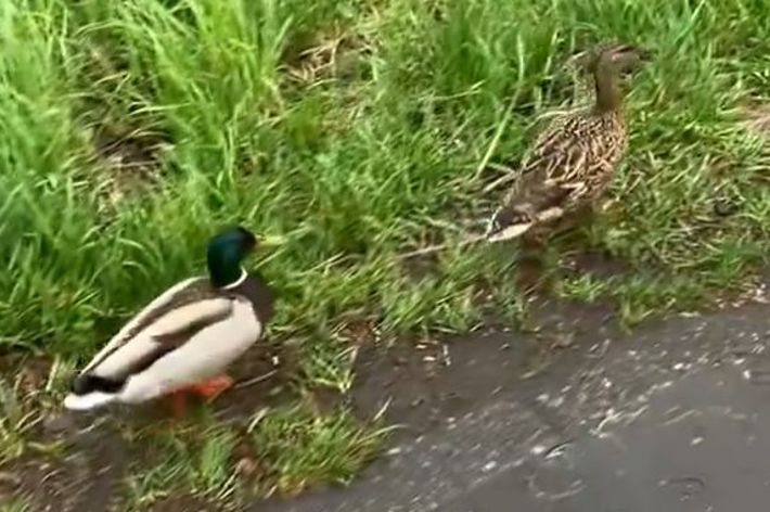 あさんのXより　下校しているカモ