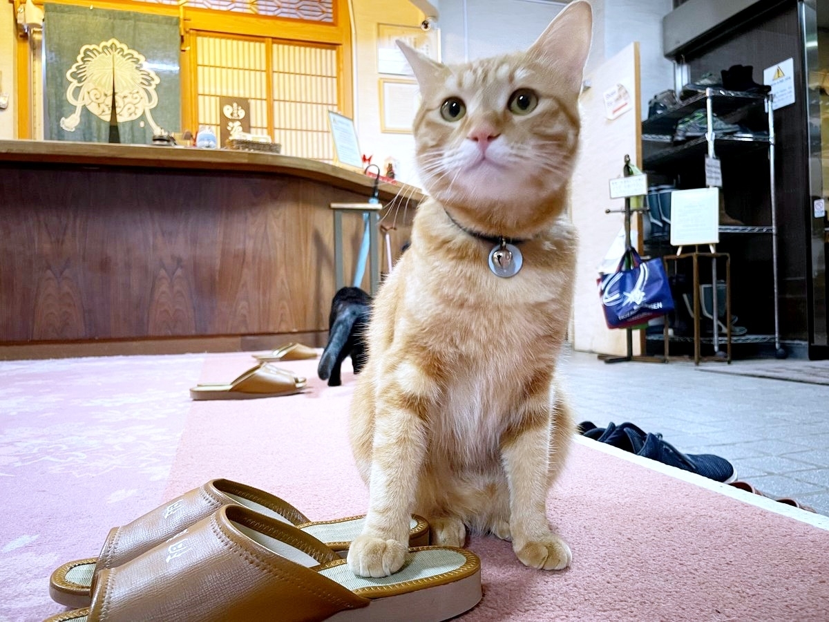 スリッパを温めるうめ吉くん