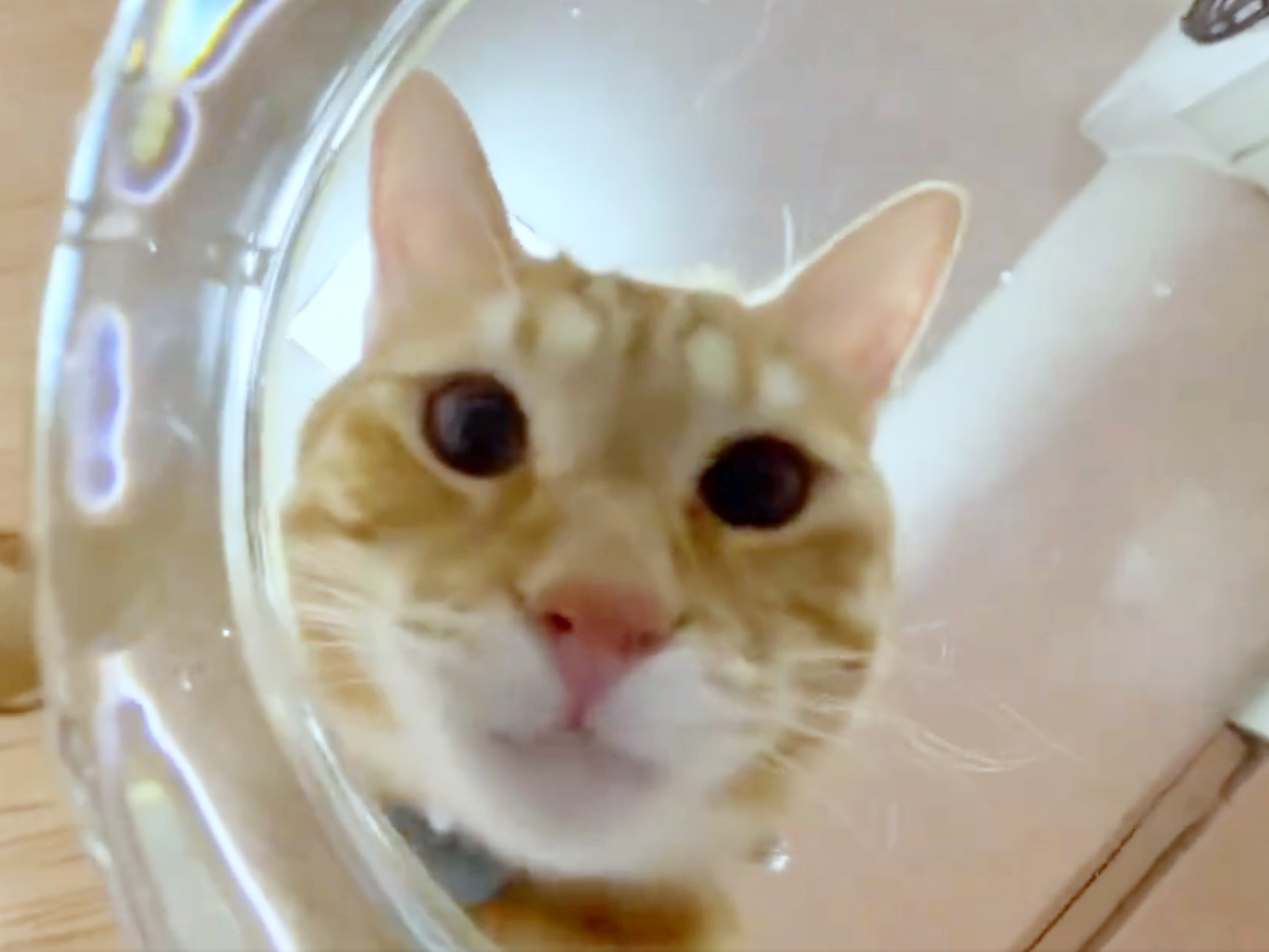 透明な器の中をのぞくうめ吉くん