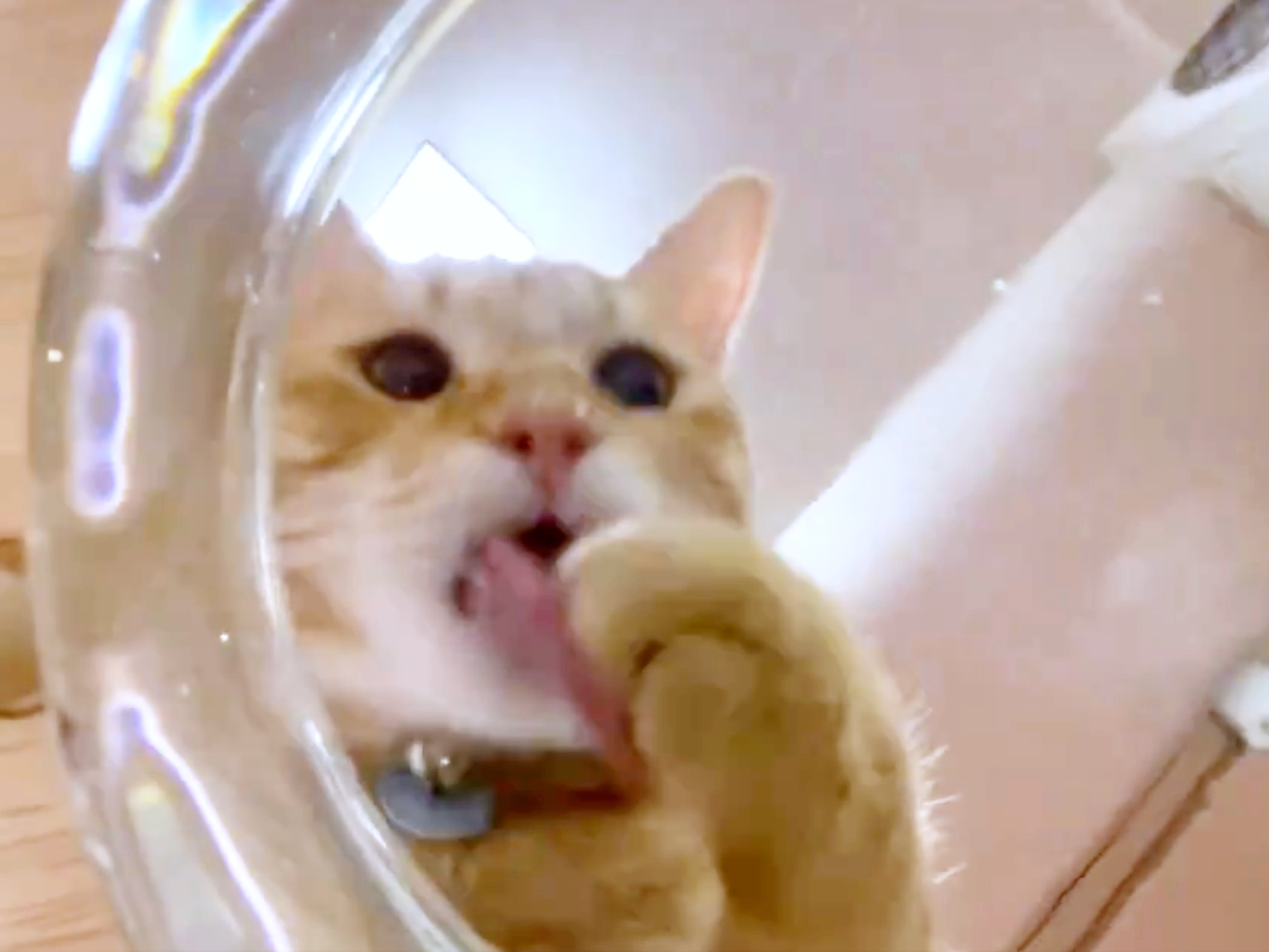 前足についた水をペロペロなめるうめ吉くん
