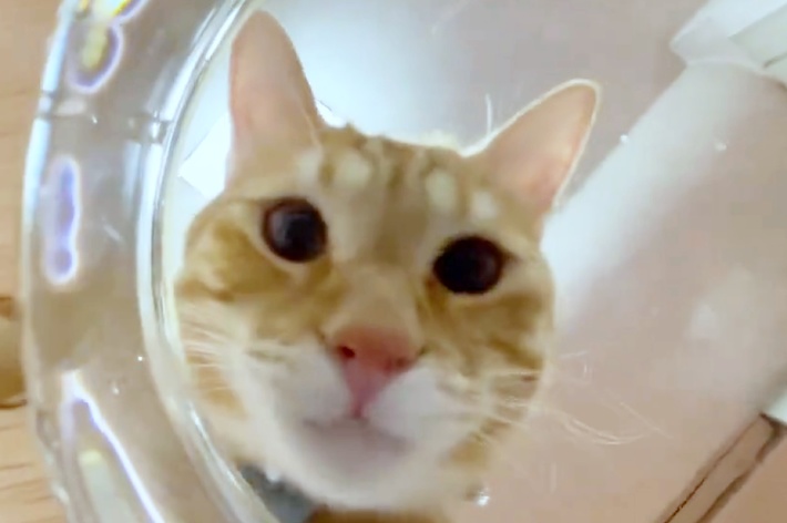ガラスの器の中をのぞくうめ吉くん