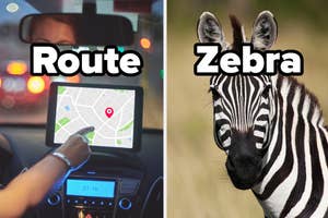Left: Person using a car GPS for navigation. Right: Close-up of a zebra's head