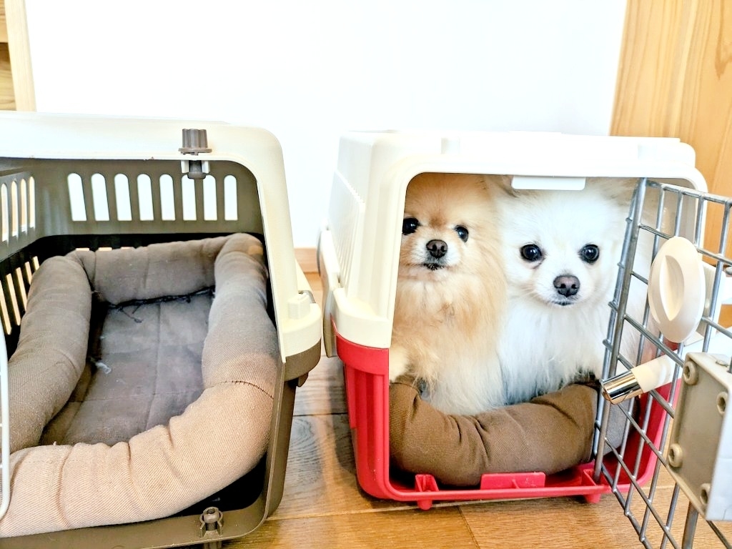 片方のクレートに入ってお出かけを待つぽぽちちゃん(左)とぱぴちちゃん(右)