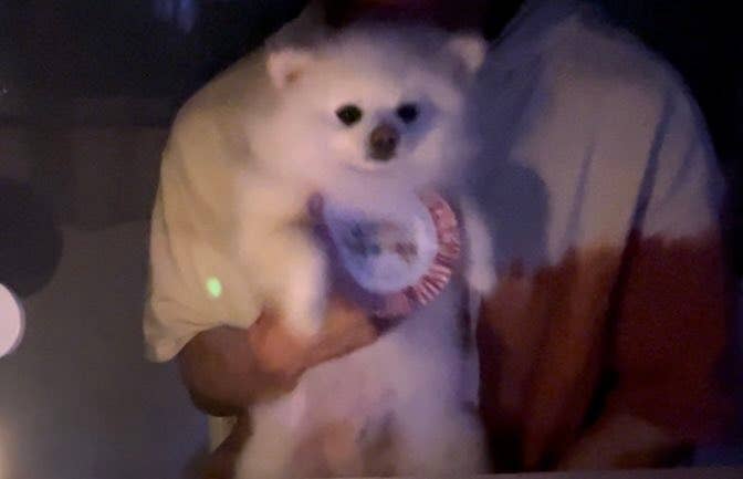 人が白い小型犬を抱いている。犬は首輪をしている。