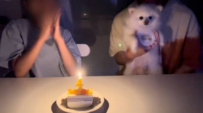 誕生日のケーキの前で拍手している人と、ケーキをじっと見つめる犬。