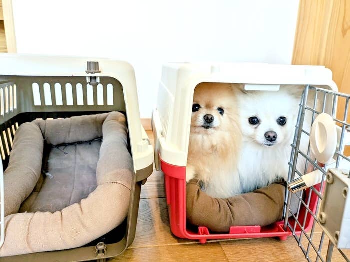 片方のクレートに入ってお出かけを待つぽぽちちゃん(左)とぱぴちちゃん(右)