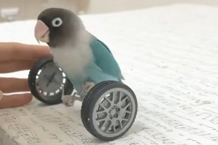 二輪車に乗り飼い主さんの元にやってきたボタンインコさん
