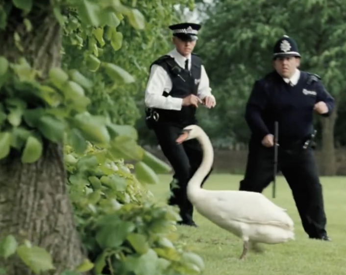 Two police officers in uniform walking outdoors alongside a swan