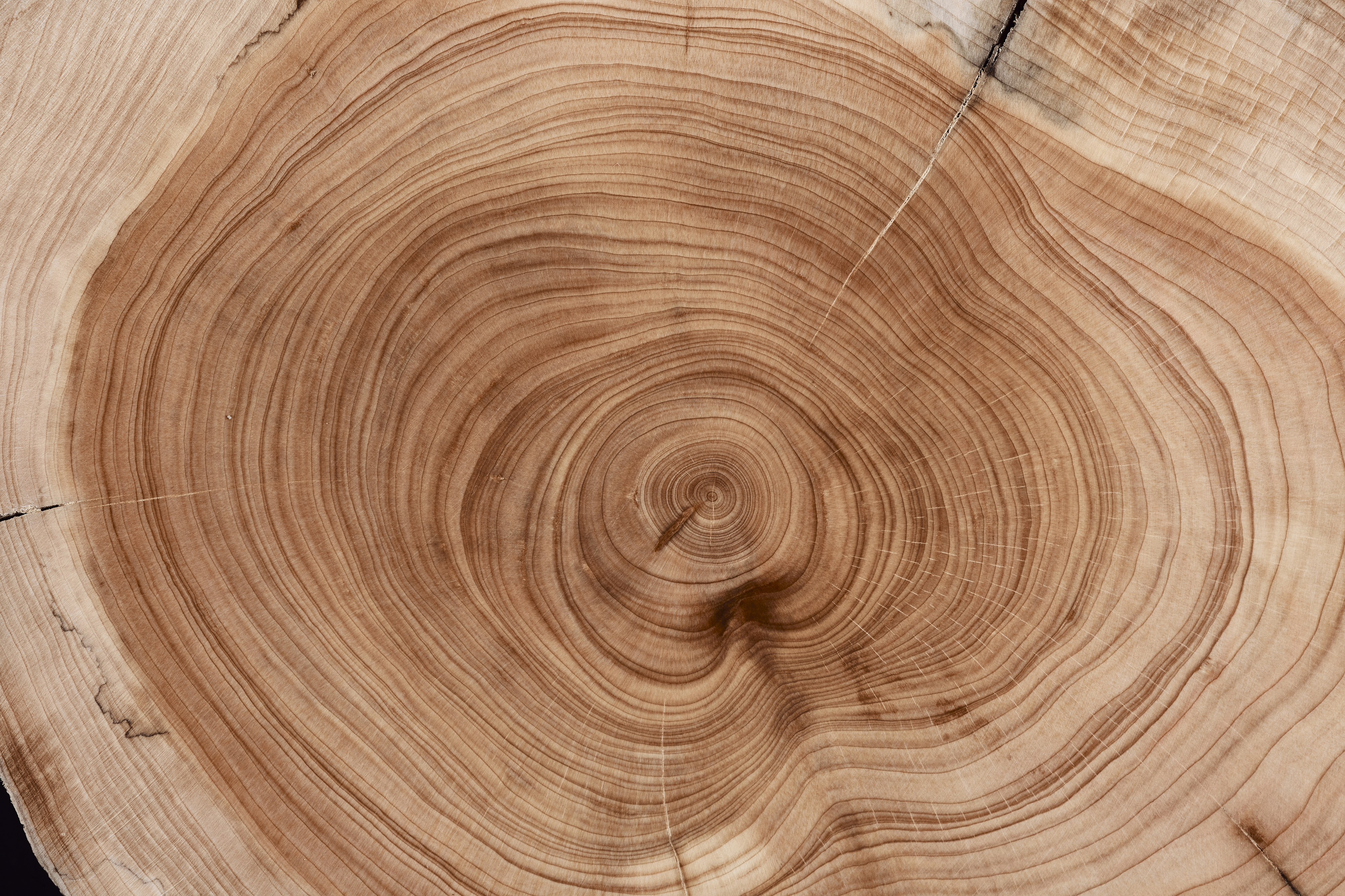 Close-up of a tree's growth rings on a cross-section of wood