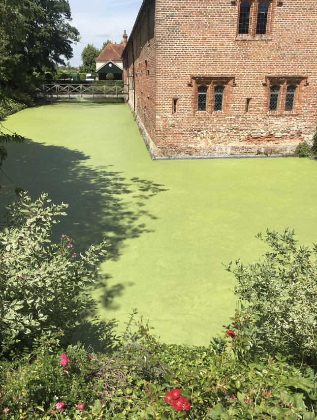 Moated brick building with adjacent greenery and a single red flower in the foreground