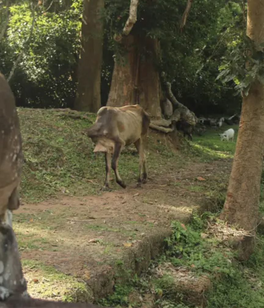 A cow grazing in a forested area with other animals in the background