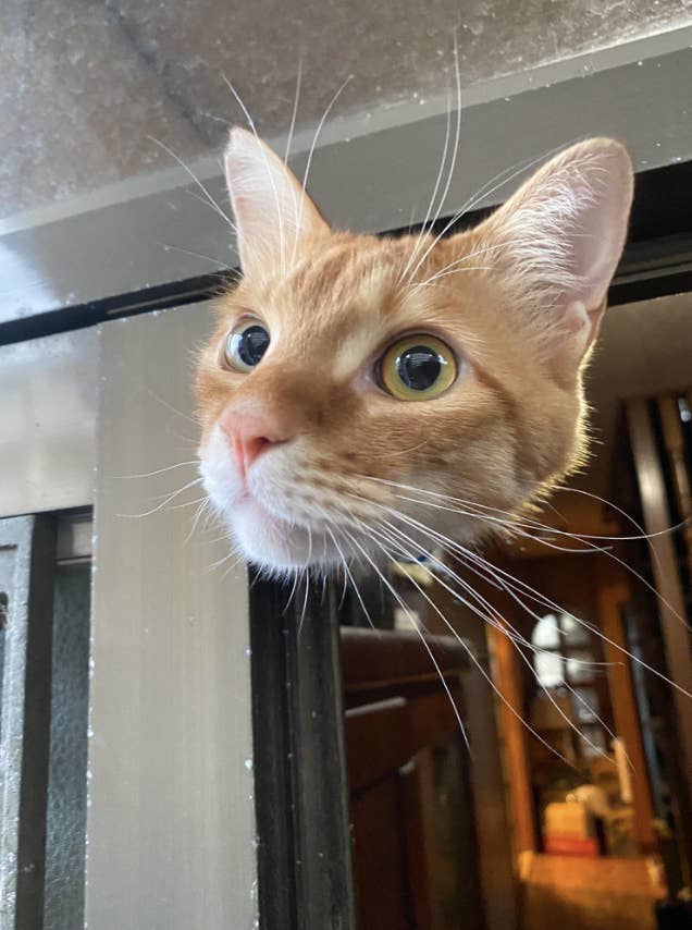 Close-up of a domestic cat peering over a ledge with curiosity