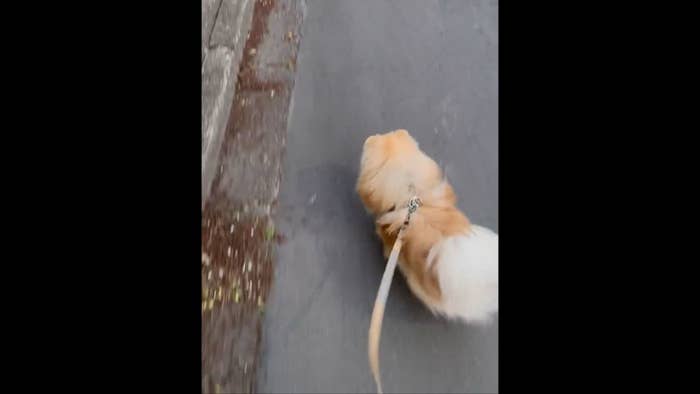 飼い主さんのXより お散歩中